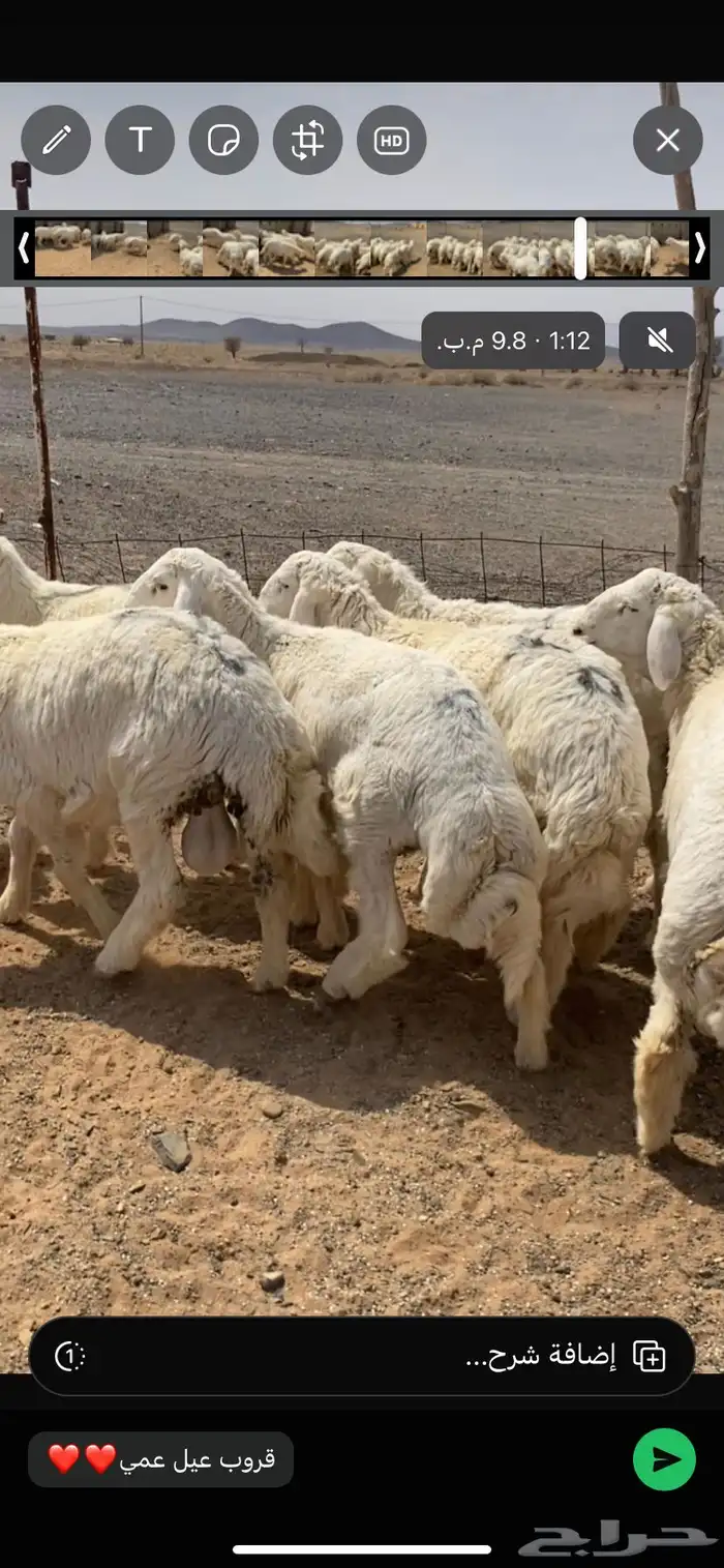 بهم فاخر شعره وطرف وشحم ذبائح برية ماجت سواق ولا غيرها 2