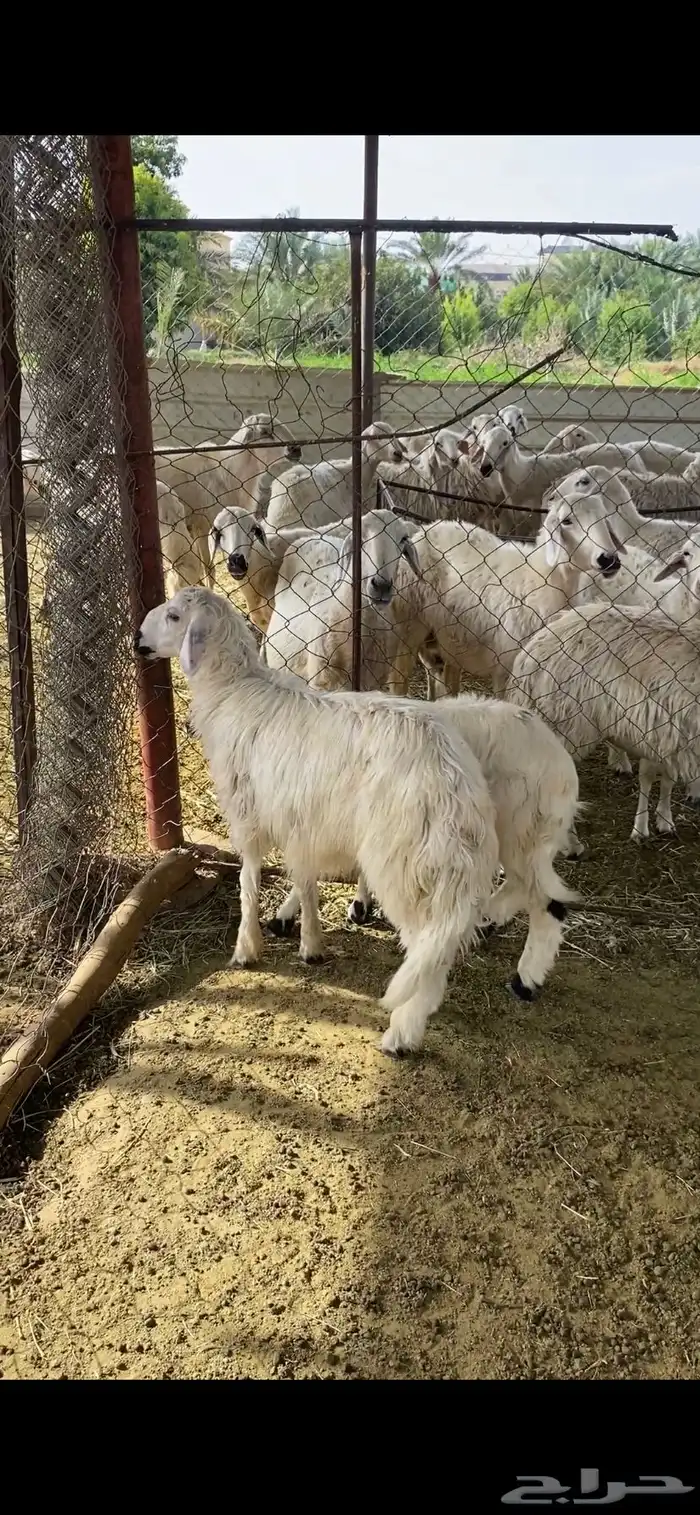 خروفين 2