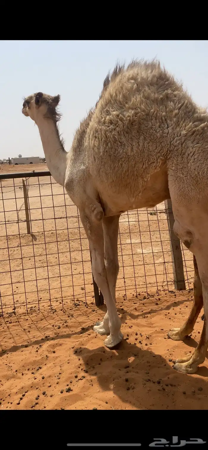 قعدان 2 طايشه 0