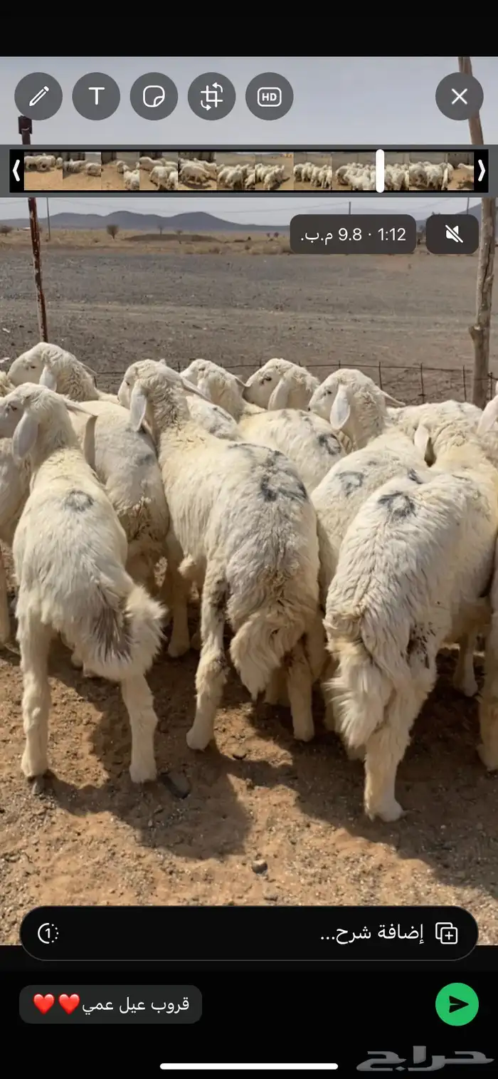 بهم فاخر شعره وطرف وشحم ذبائح برية ماجت سواق ولا غيرها 3