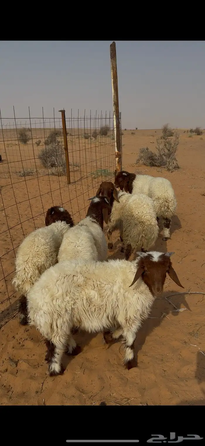 بهم نعيم هرافاا خرفان 1