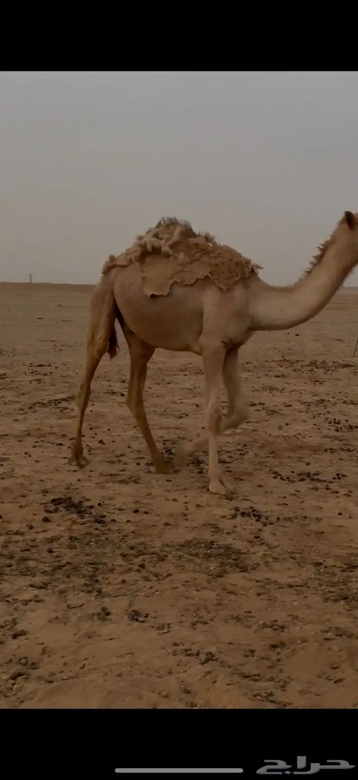 للبيع قعود 0