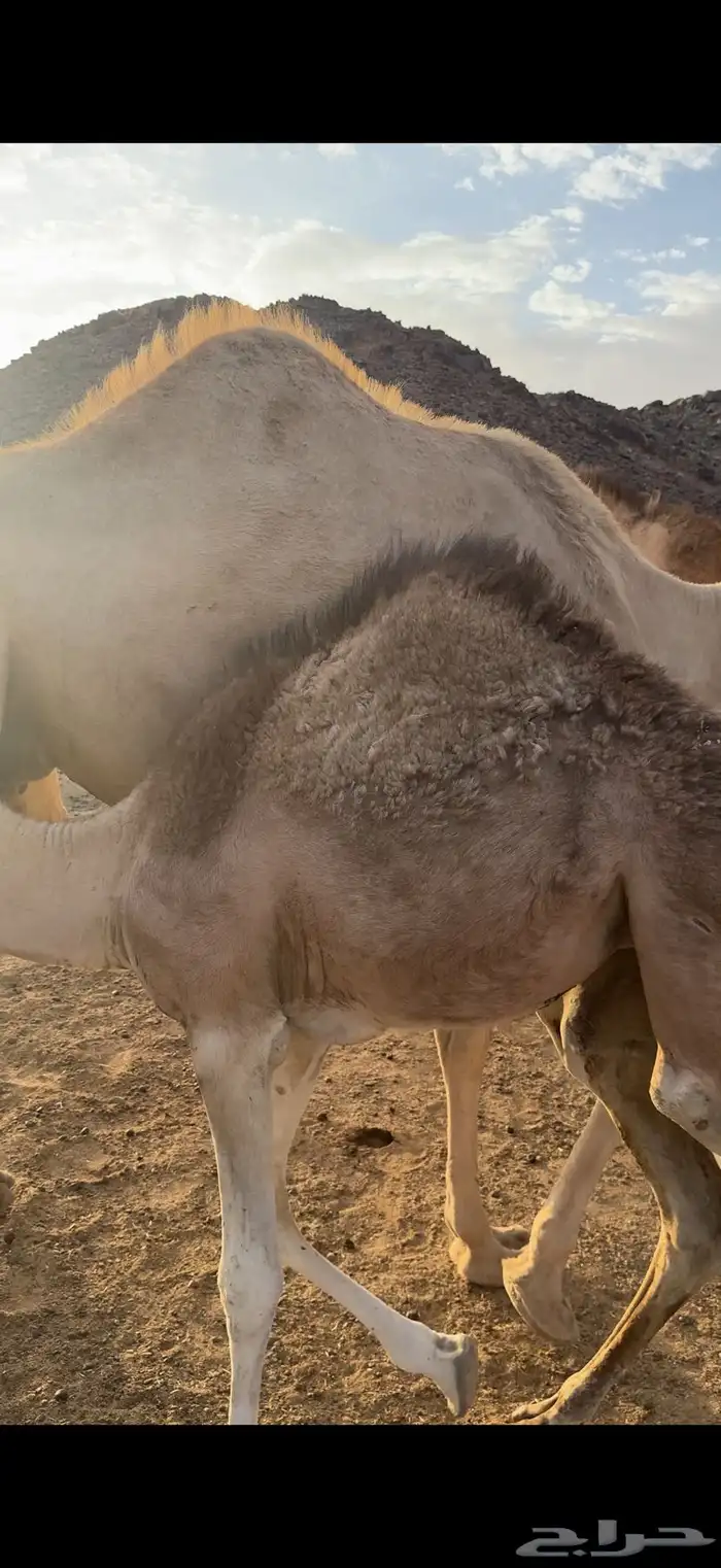 للبيع بكره تحت أمها 1