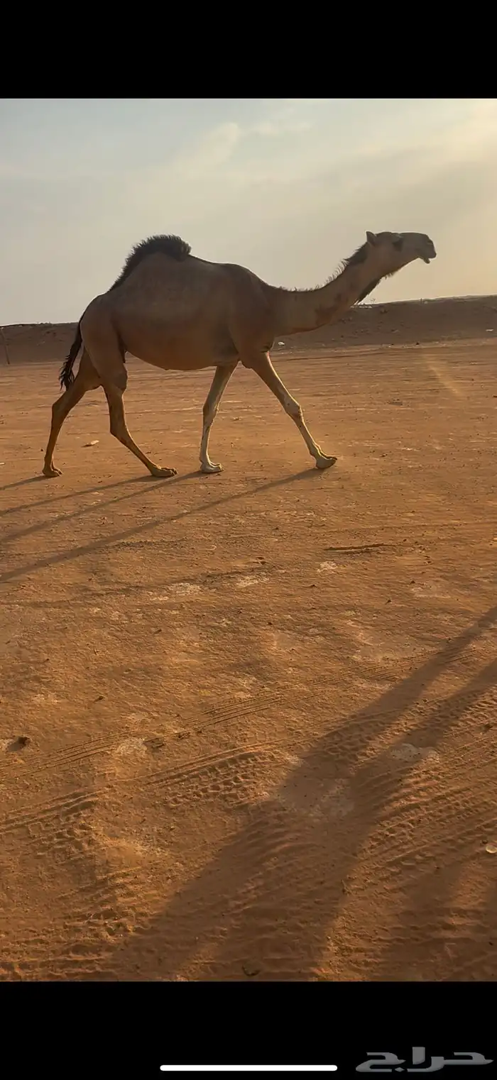 لقحه حمرا كفو 0