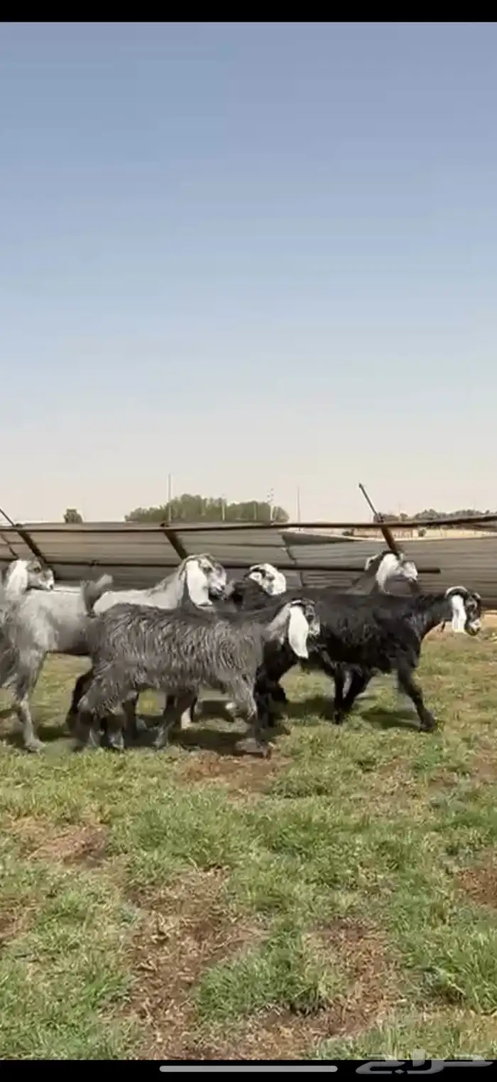مشاريك فاخره كلها جذعات 0
