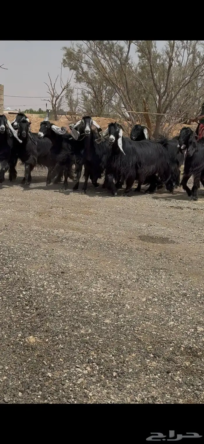 معزا عوارض مراح فاخرر فرصه للقناي 3