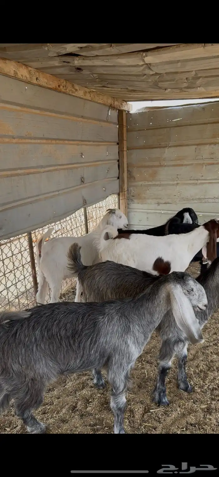 ذبيحه ذبايح مناسبات وثلاجه 3