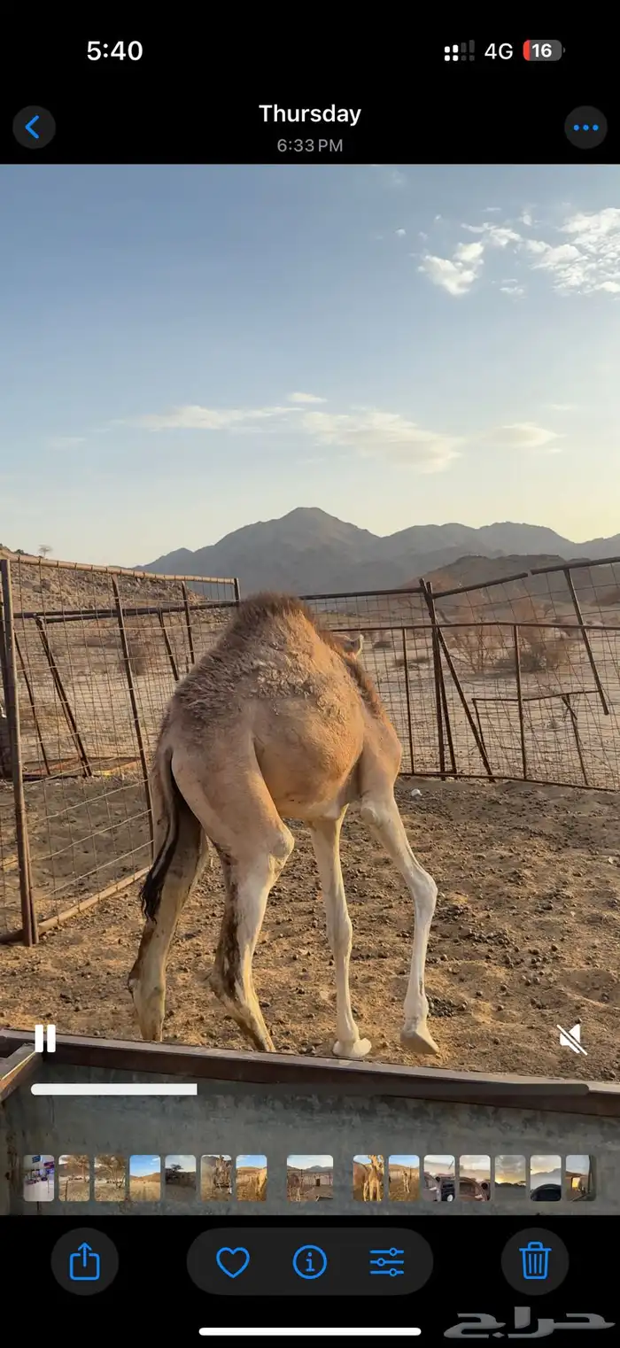للبيع بكره تحت أمها 0