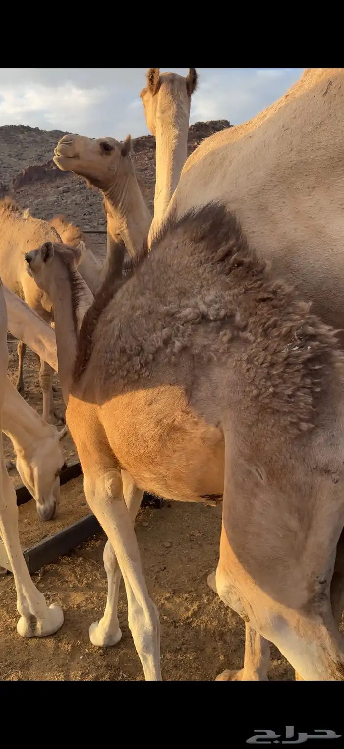 للبيع بكره تحت أمها 2