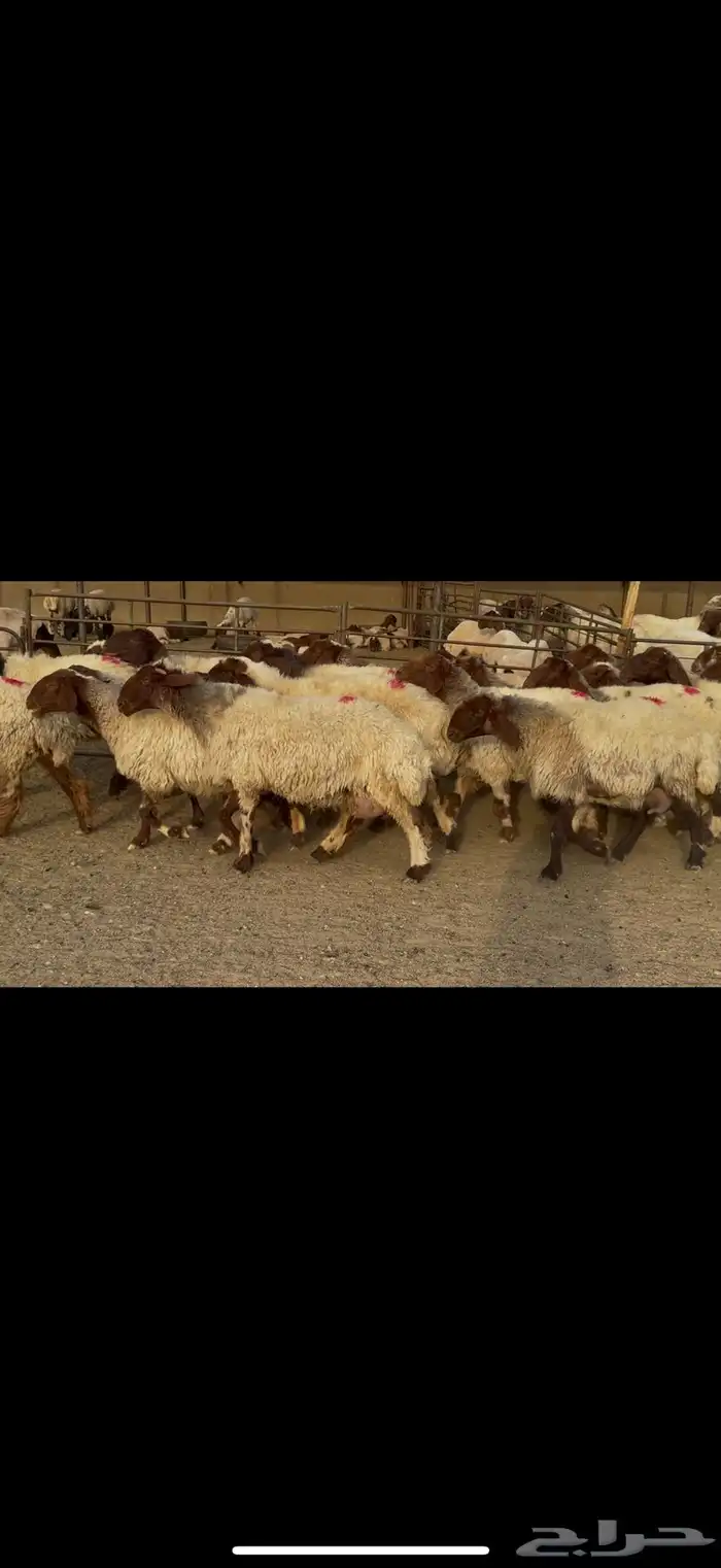 غنم نعيم دفيع . 1