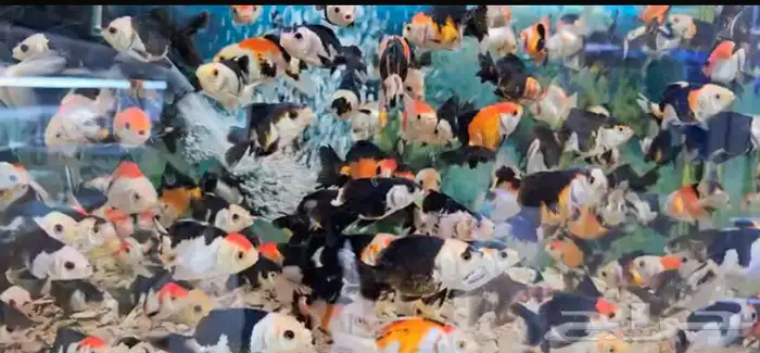 جميع انواع اسماك الزينة و مستلزماتها 9