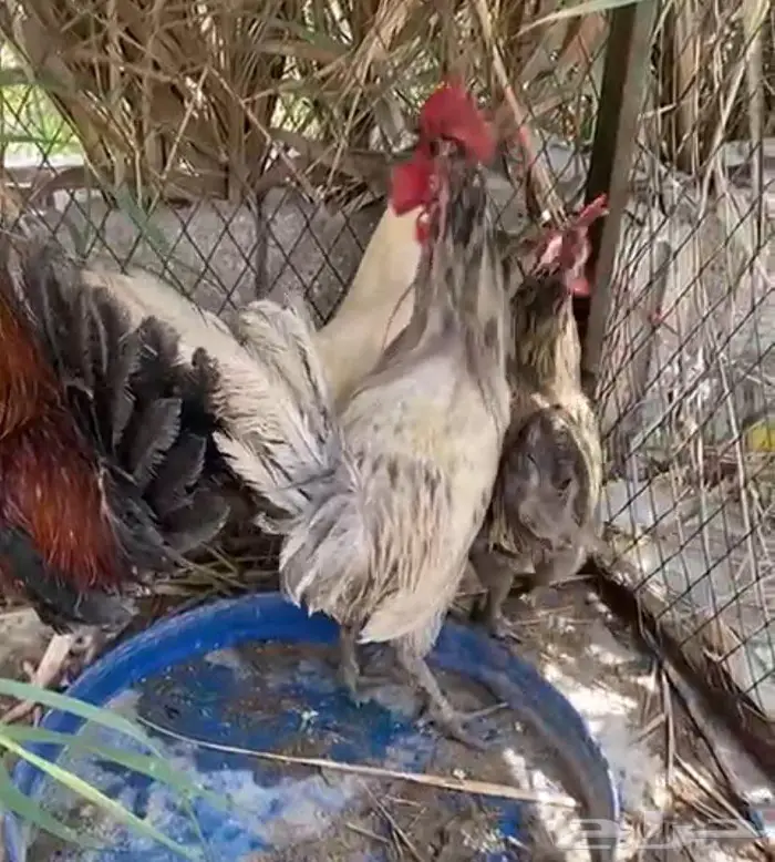 طيور 0
