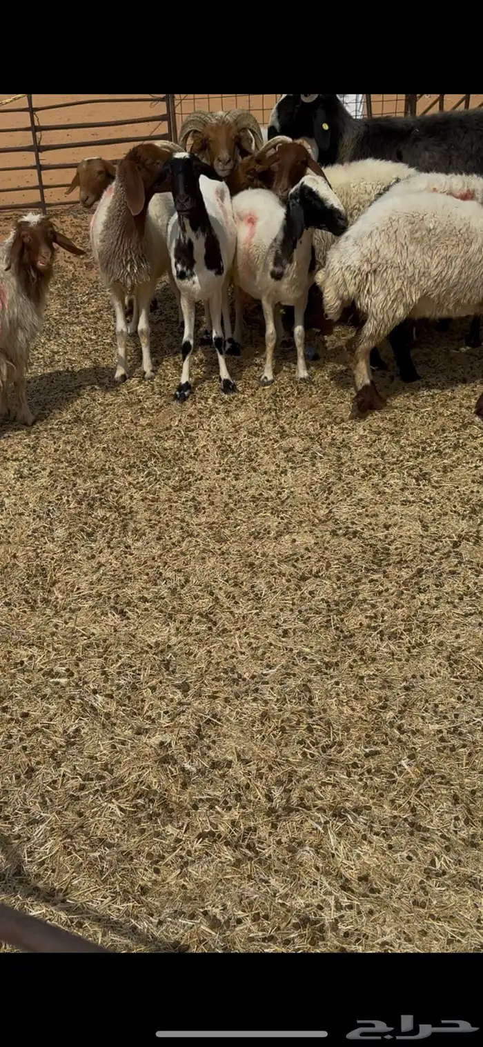 غنم نعيم 16