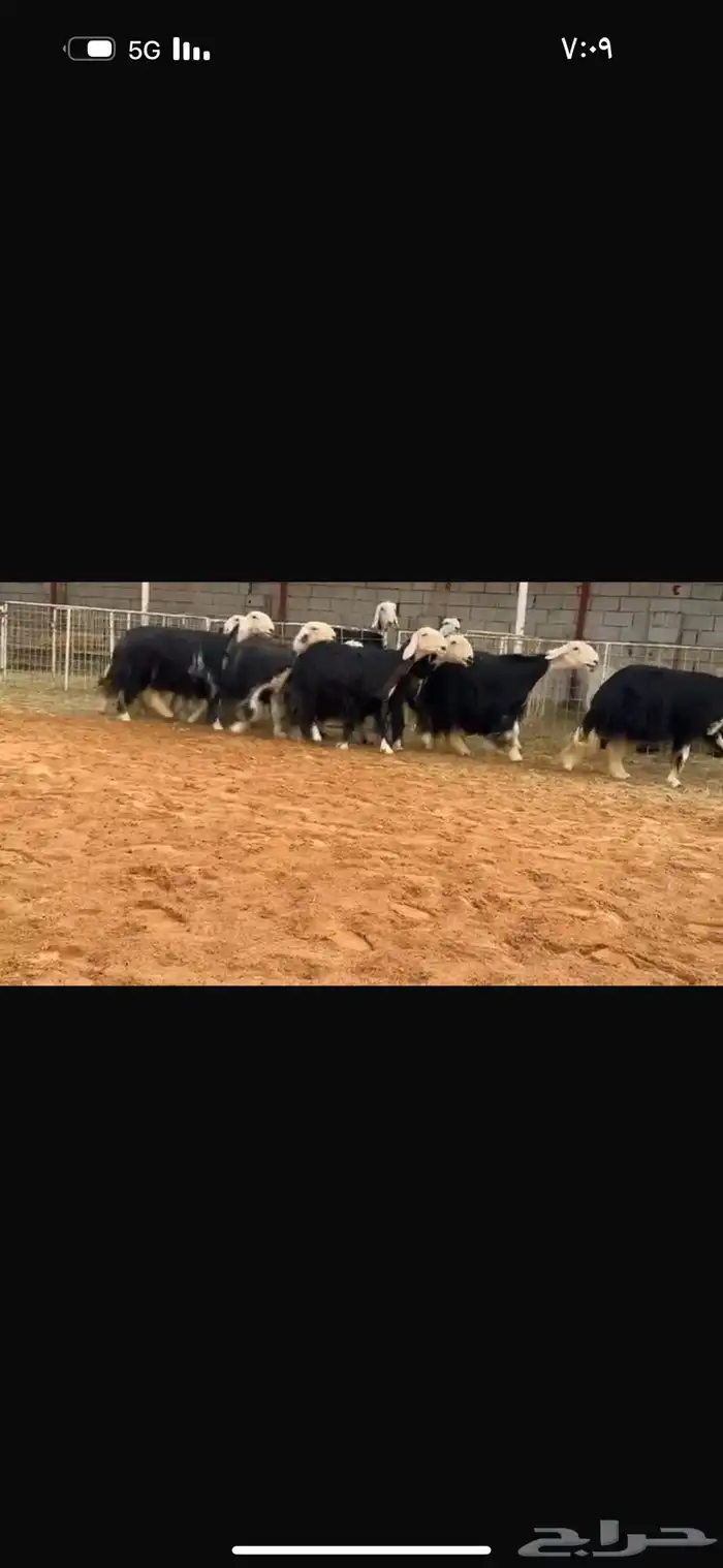 عرض بيع نجد مراح شرط مضاريع سونار 1