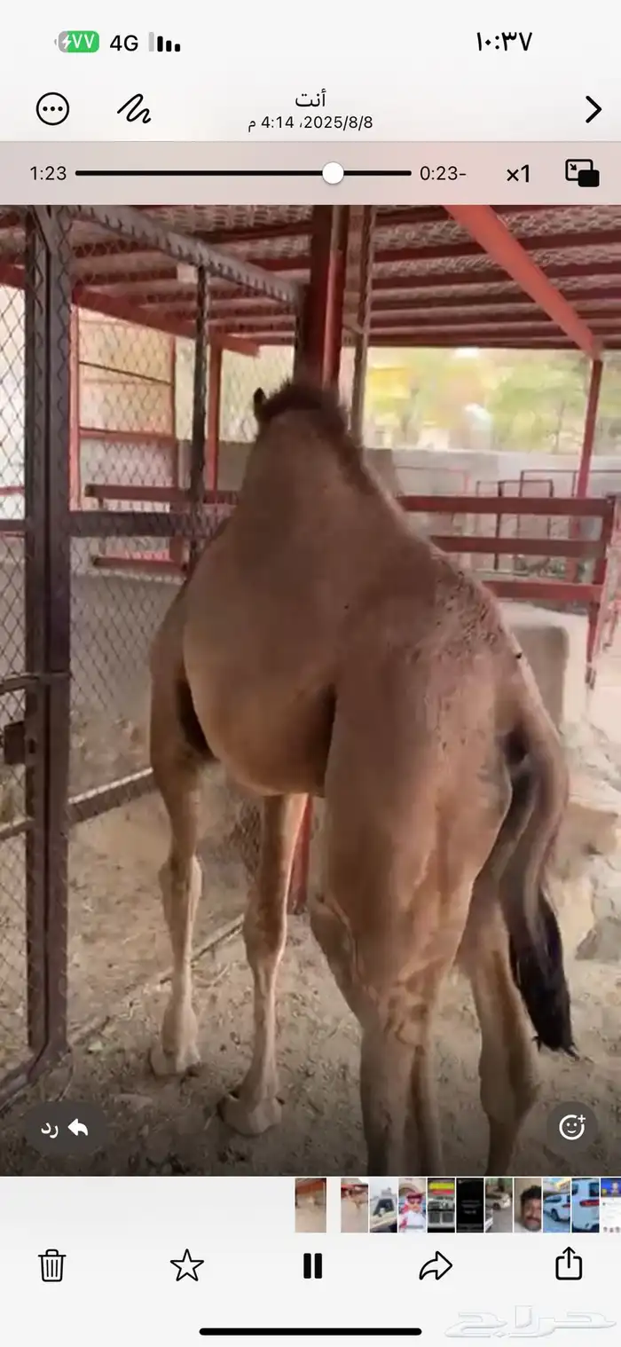 قعود مغلق شحم بلدي شرط 7