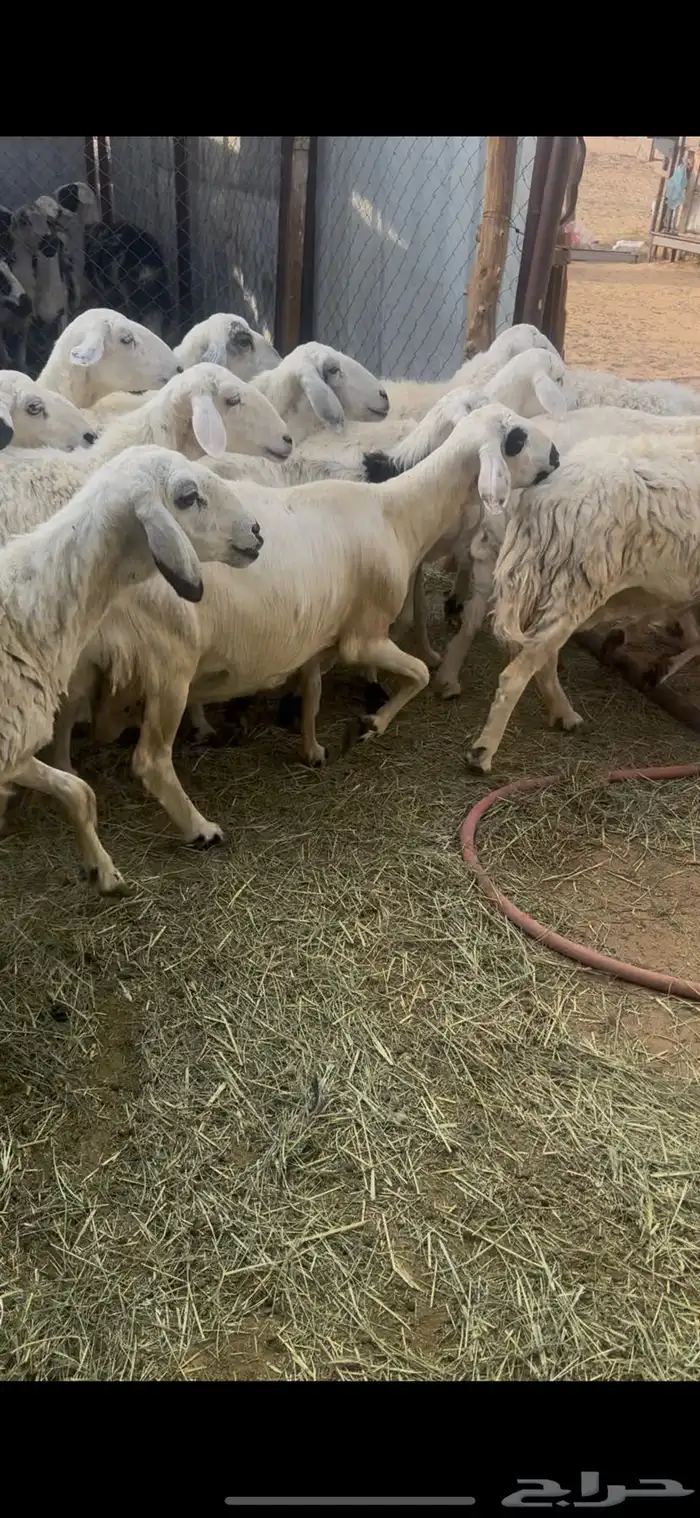 ظان للبيع 4