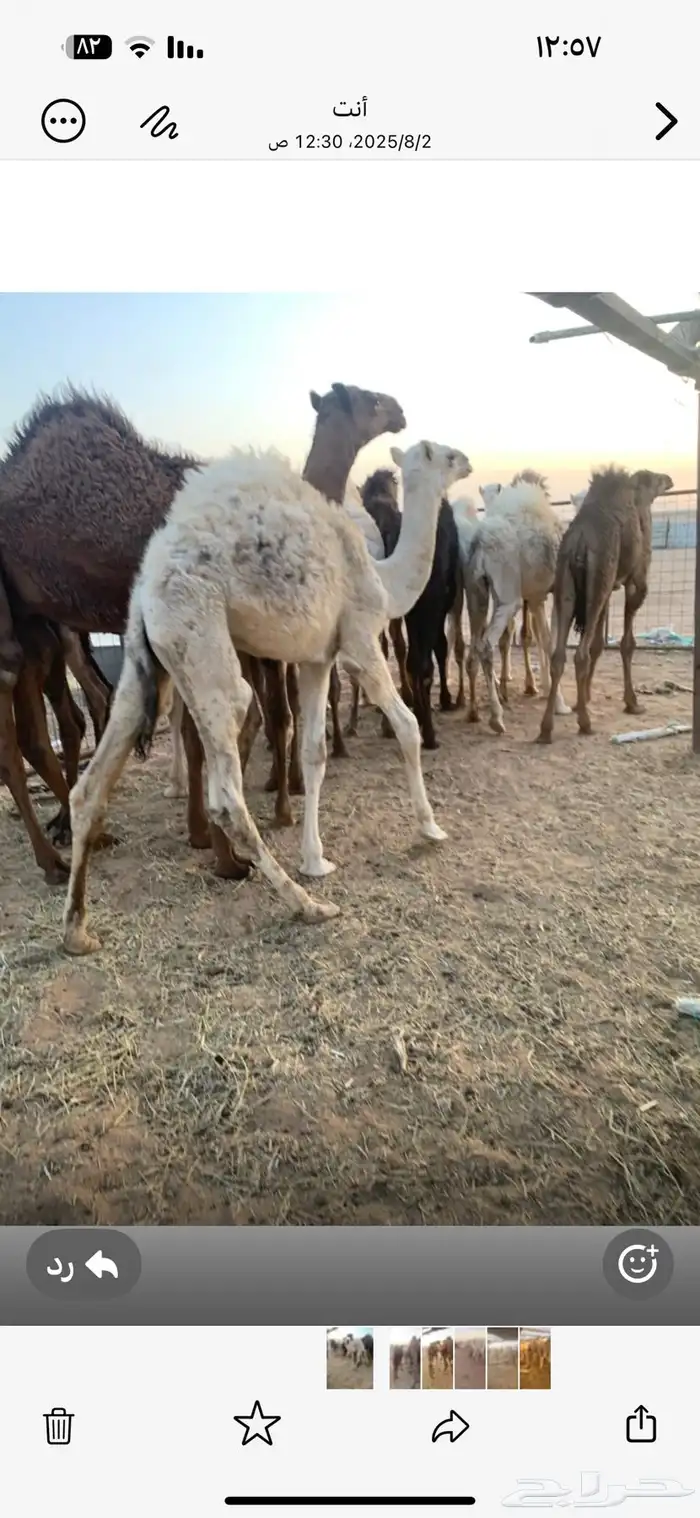 السلام يوجد حشو للبيع العدد 15 فيهن 3 بكار 0