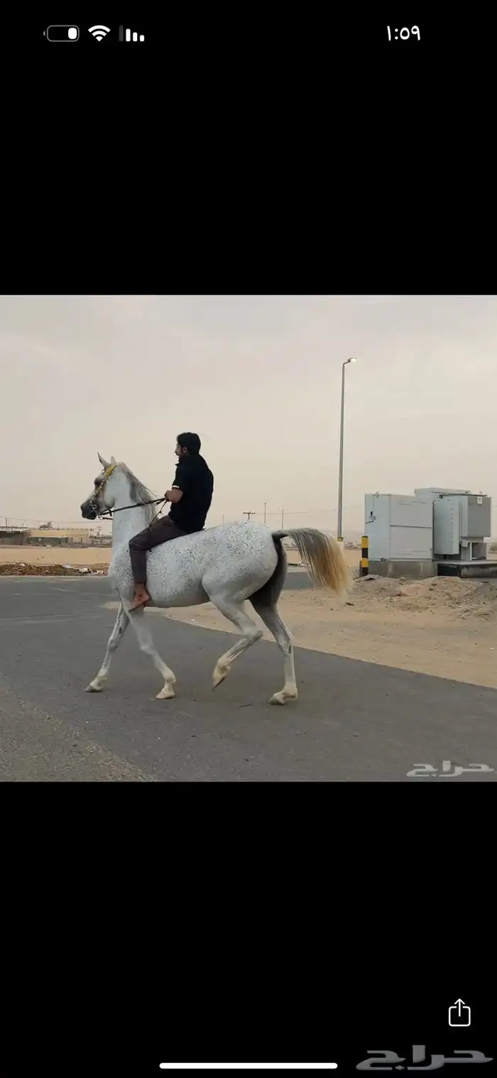فرس شعبية فاخره 0