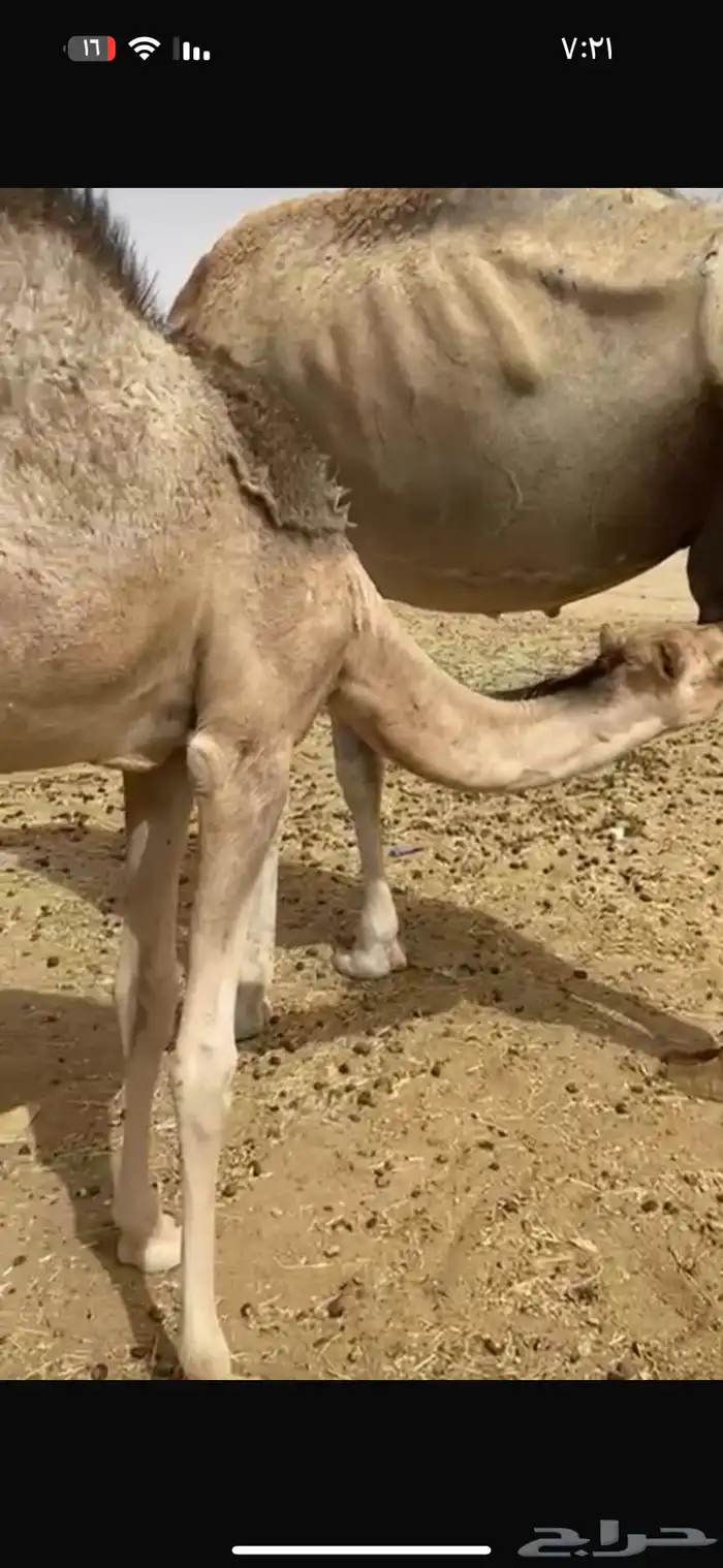 للبيع بكره 1