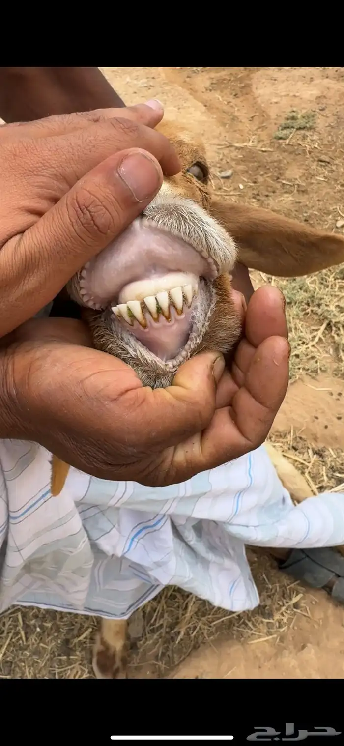 نعجه للبيع 0