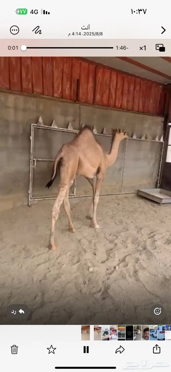 قعود مغلق شحم بلدي شرط 9