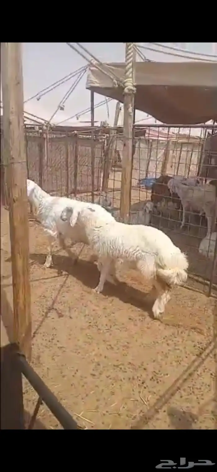 ذبايح حري 1