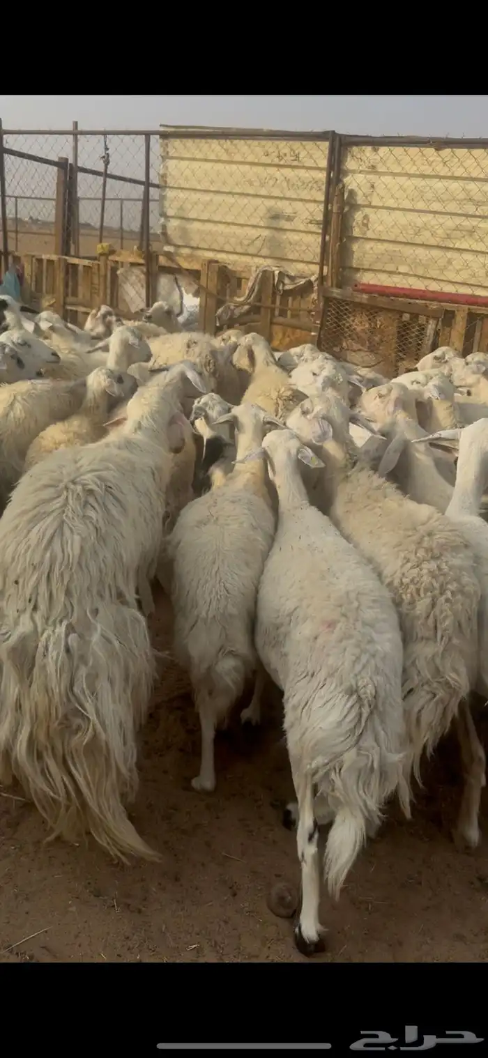 ظان للبيع 1