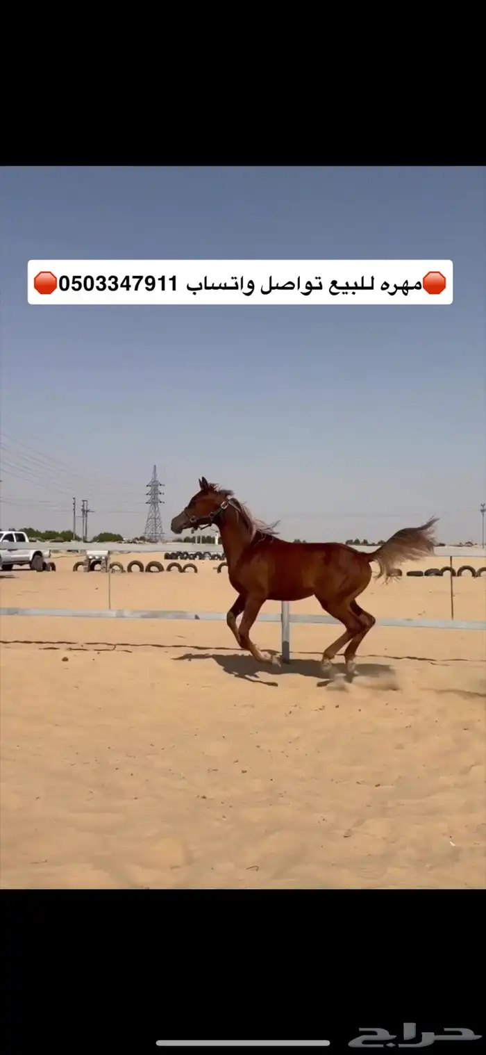 مهره عربيه 0