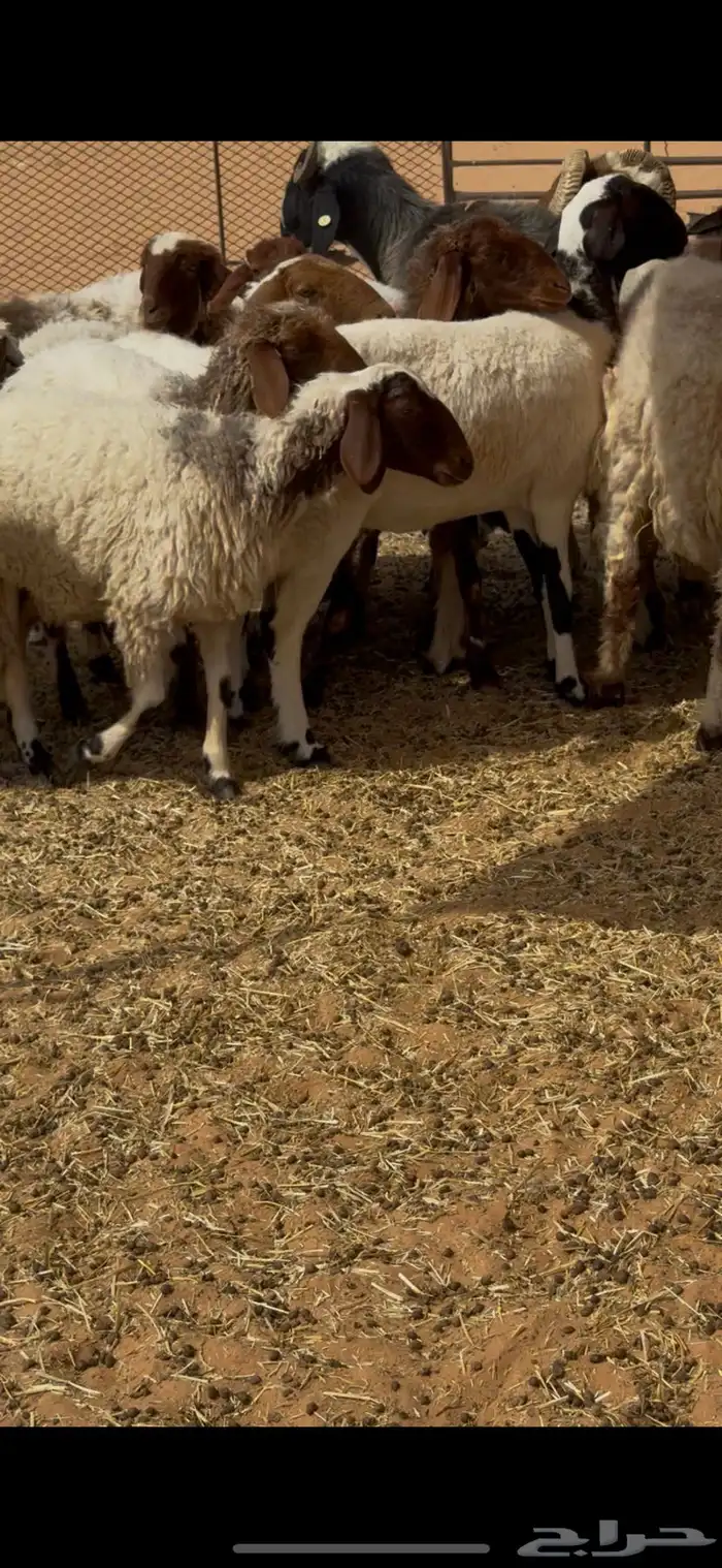 غنم نعيم 4