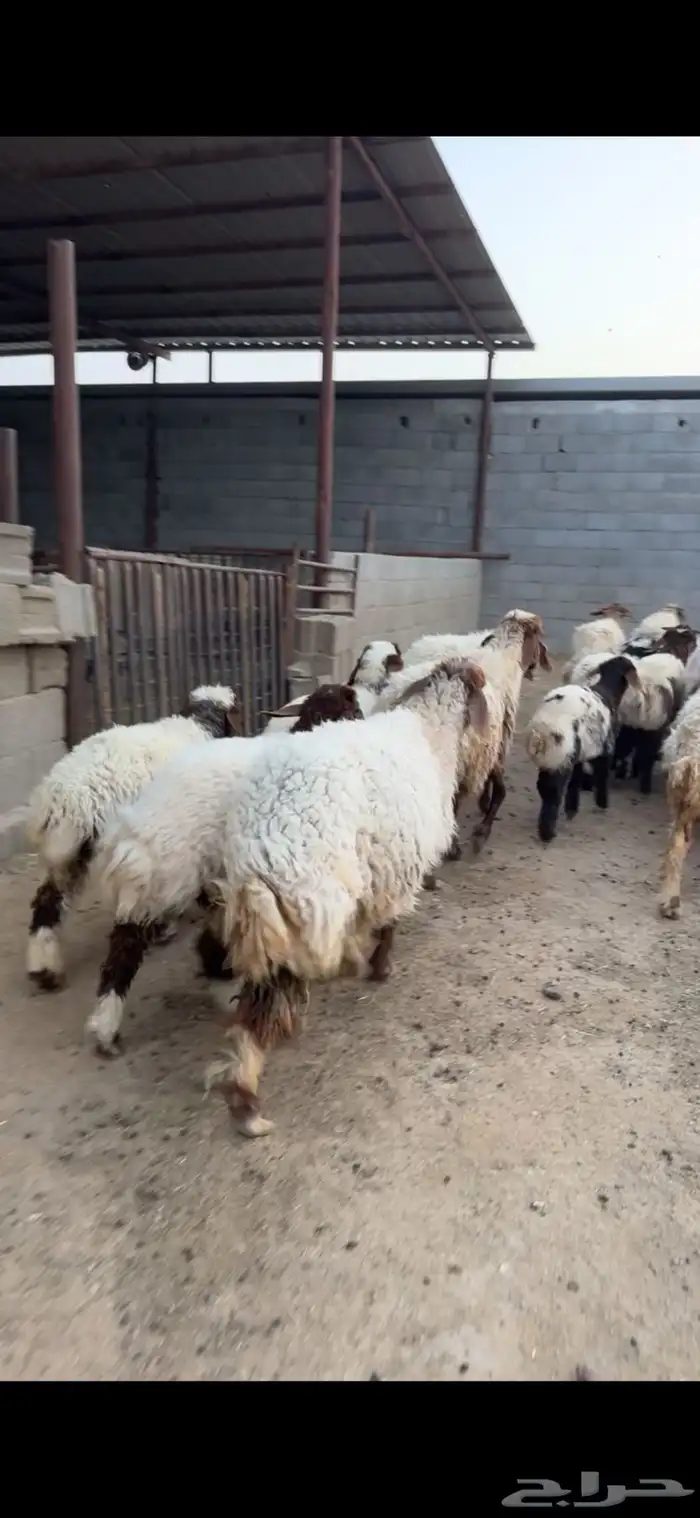 مطافيل نعيم مراح واحد فاخرة للبيع 2