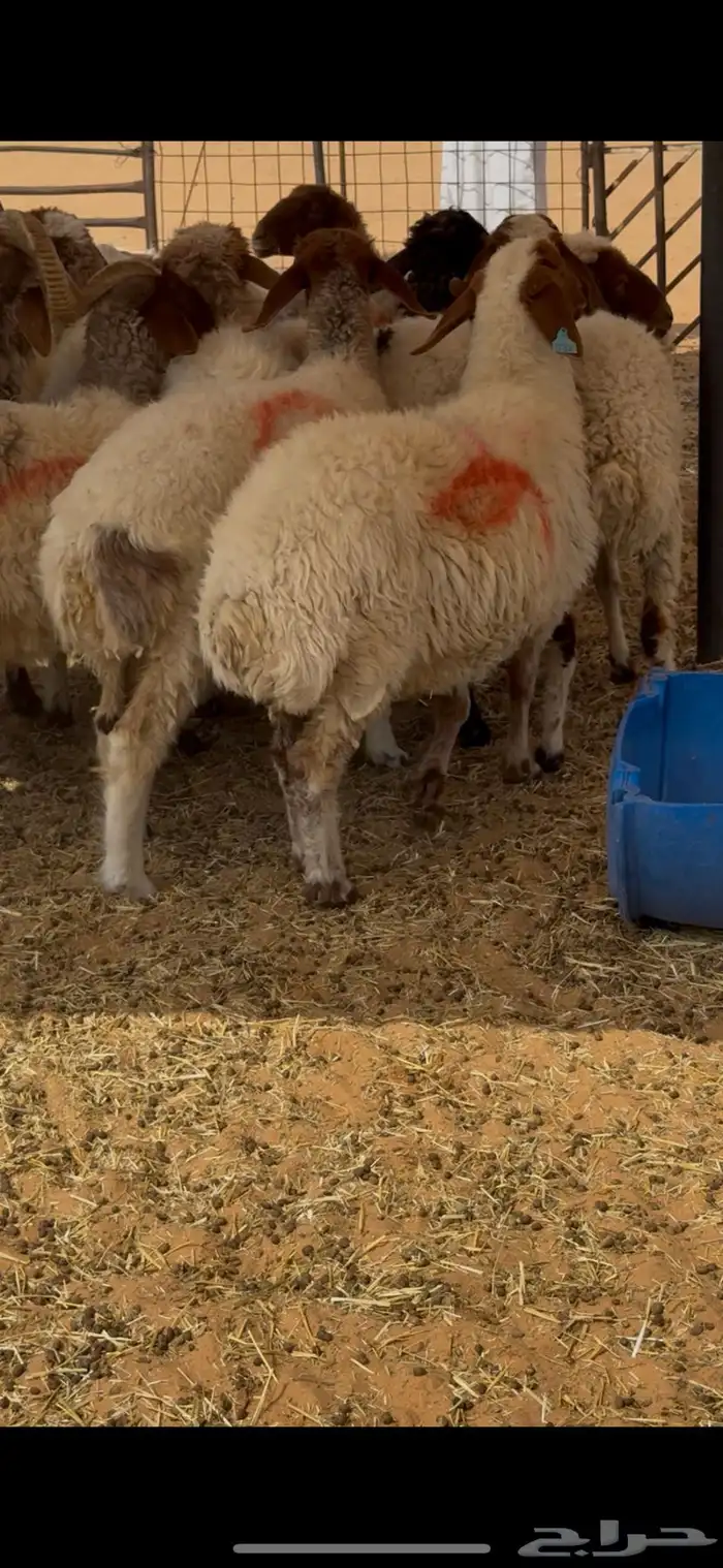 غنم نعيم 9