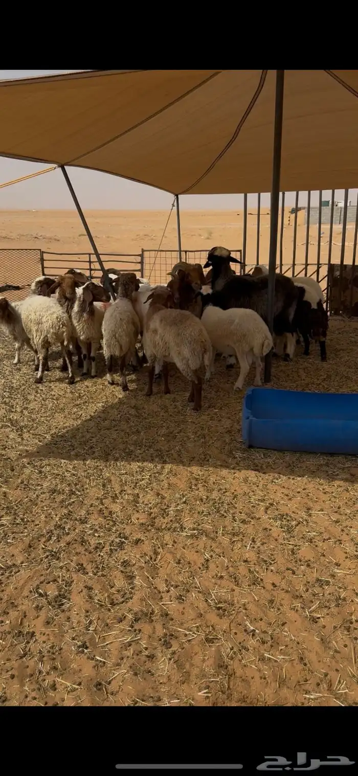 غنم نعيم 5