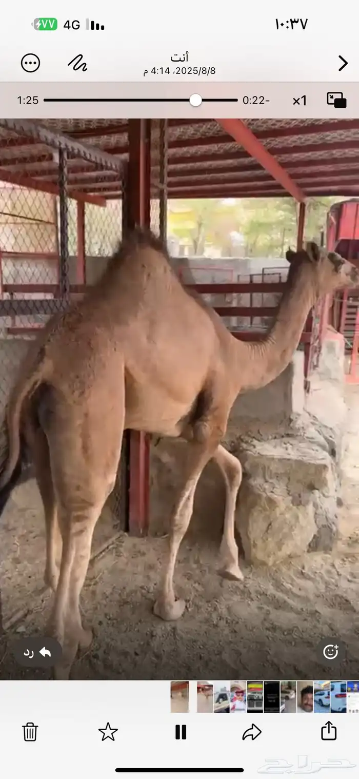 قعود مغلق شحم بلدي شرط 6