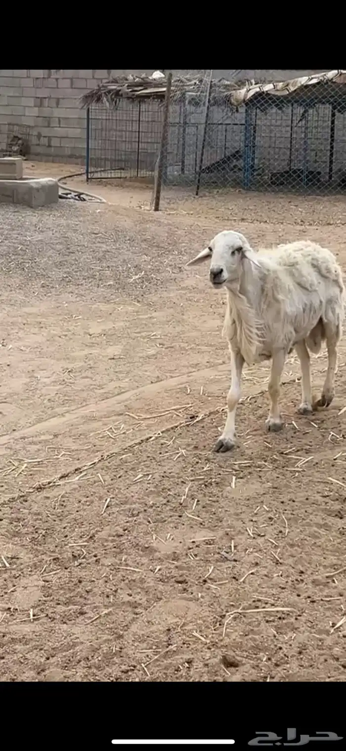للبيع خروف 3