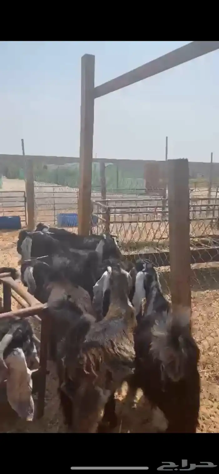 ذبايح تيوس عوارض بلدي 0