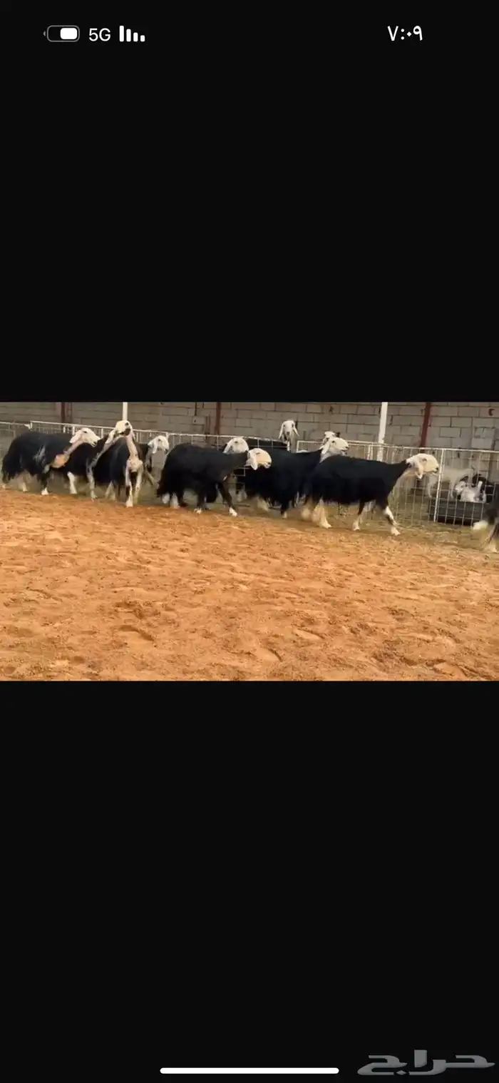 عرض بيع نجد مراح شرط مضاريع سونار 3