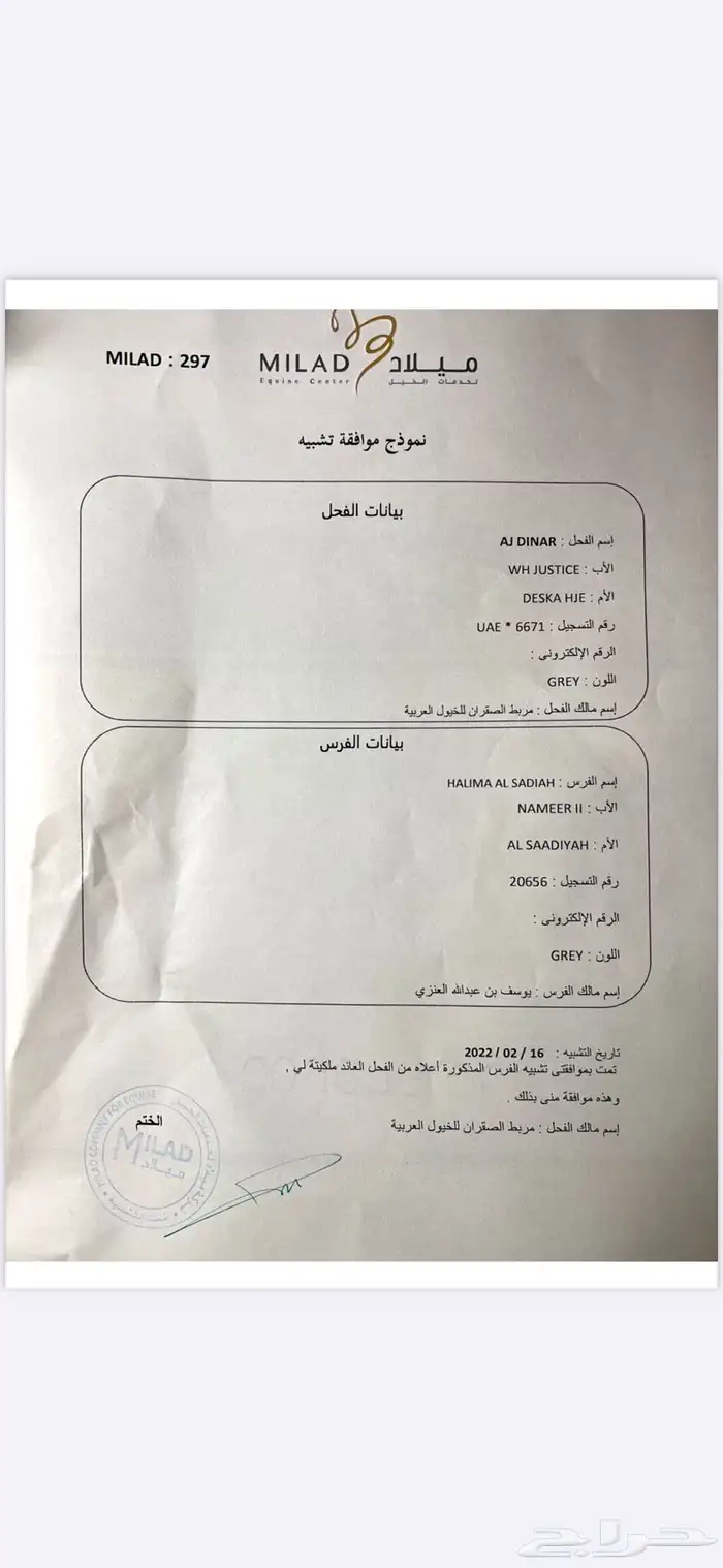 حصان واهو ولد الجي دينار 2