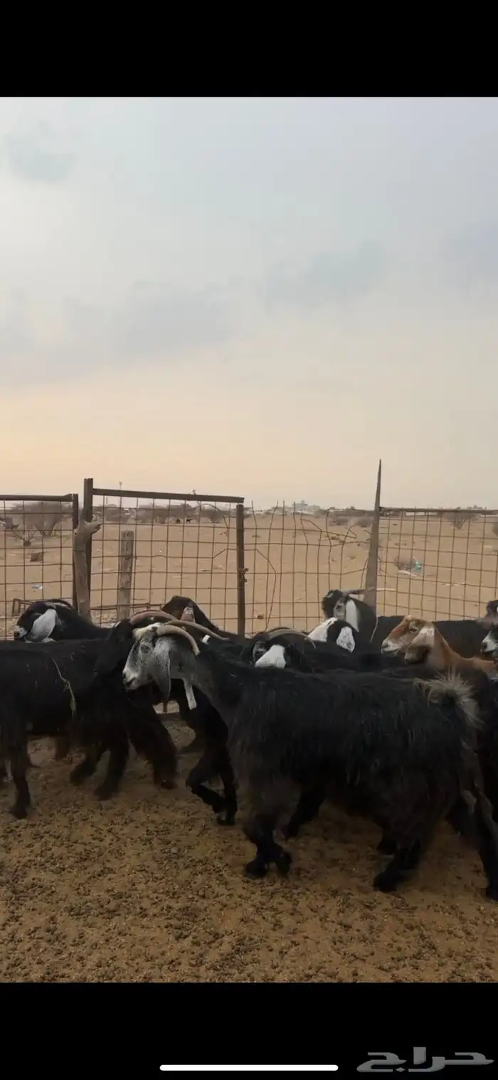 معزا طيبة 1