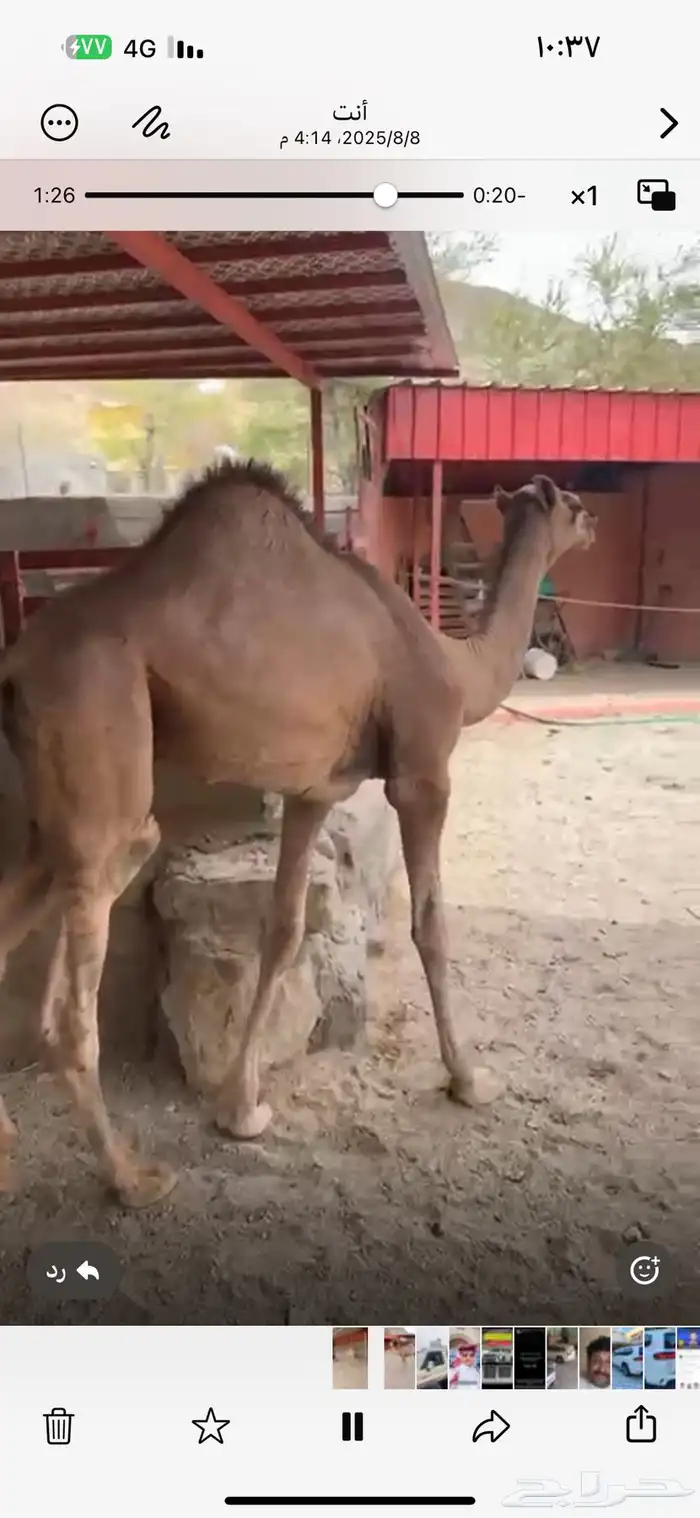 قعود مغلق شحم بلدي شرط 3