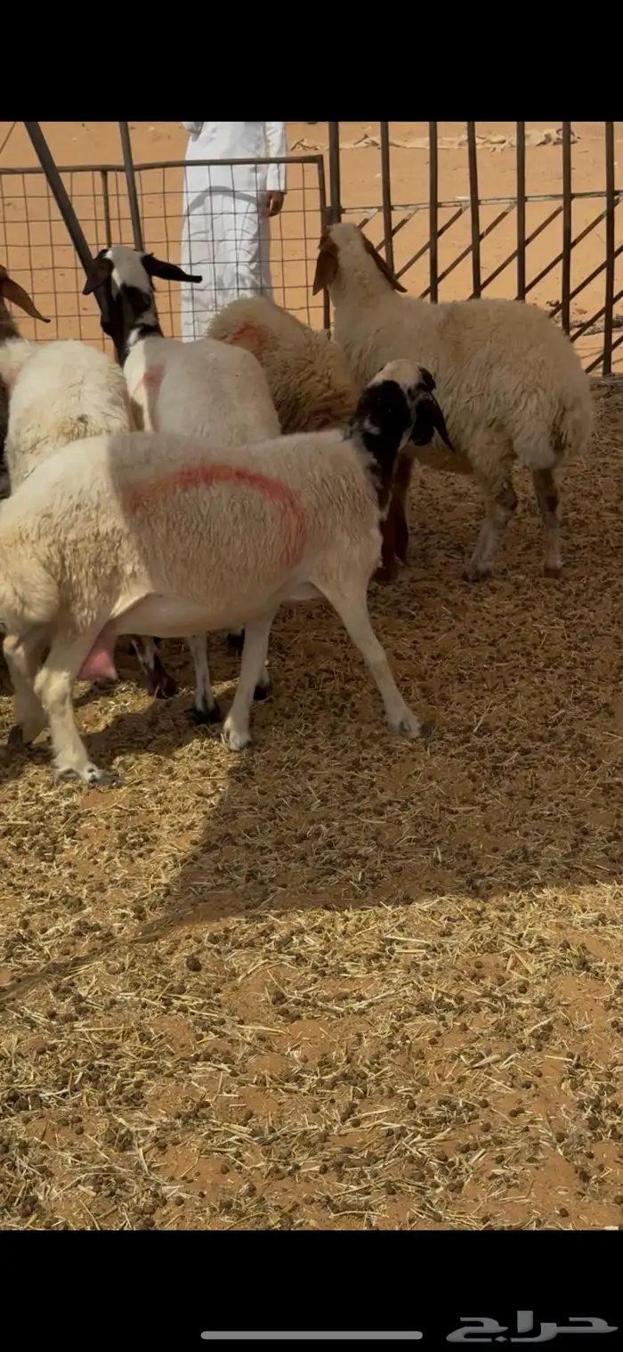 غنم نعيم 1