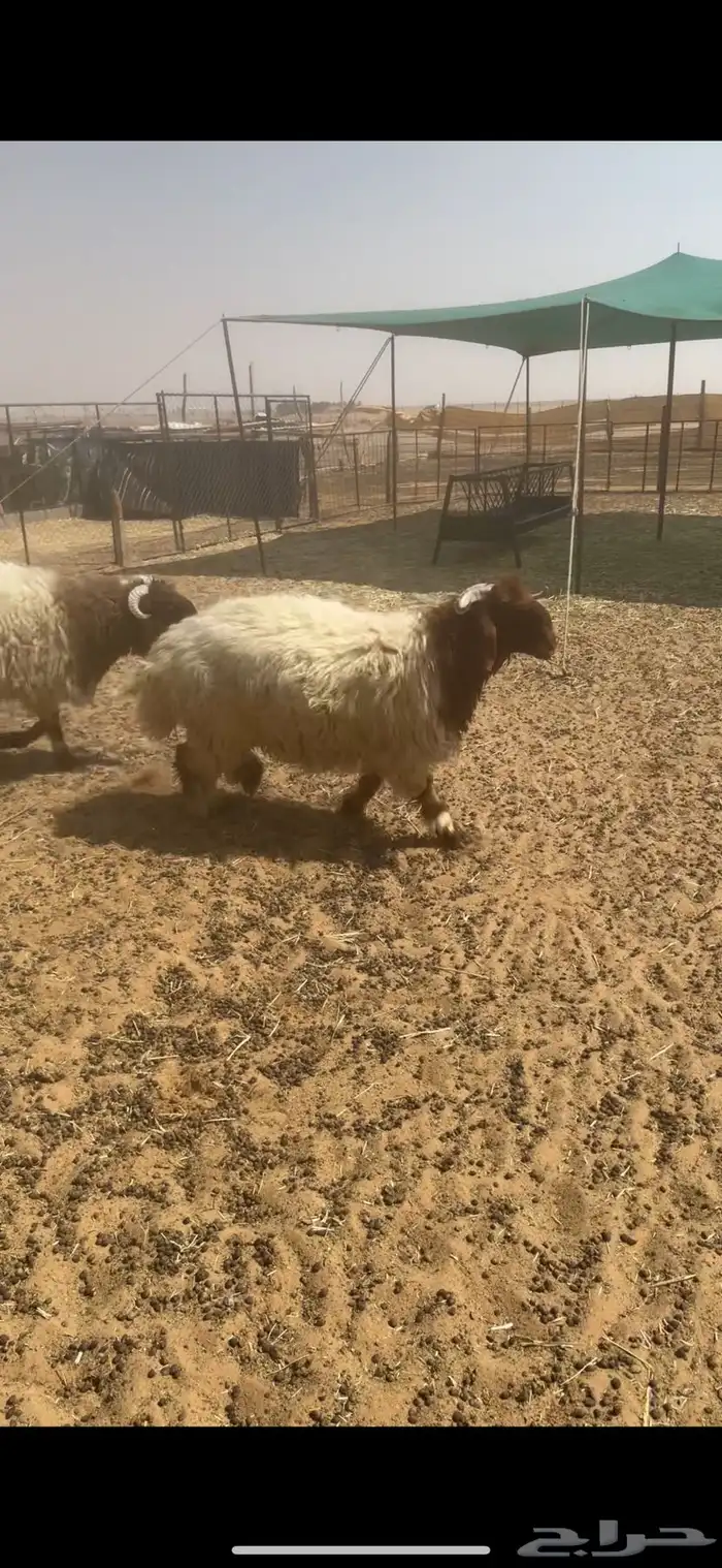 3 طليان طيبااات 0