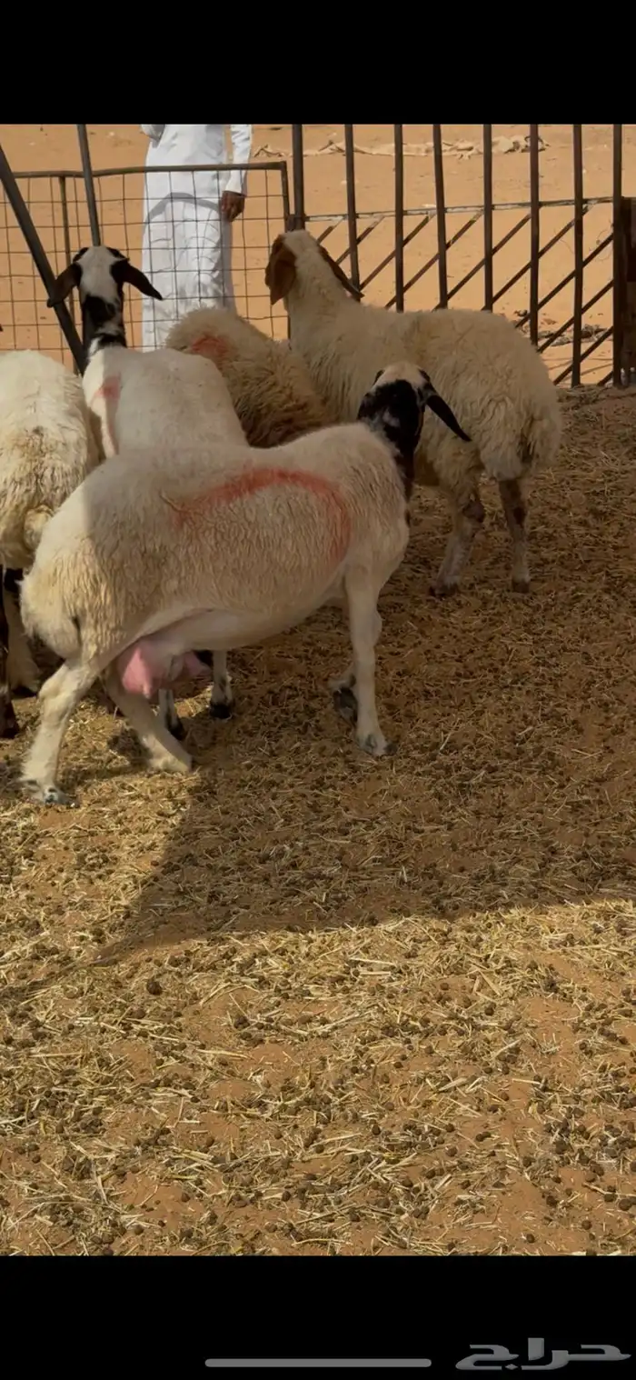 غنم نعيم 0