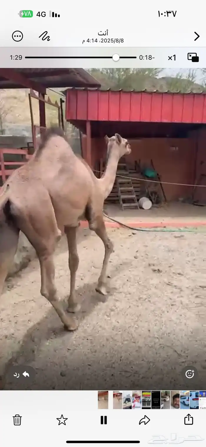 قعود مغلق شحم بلدي شرط 5