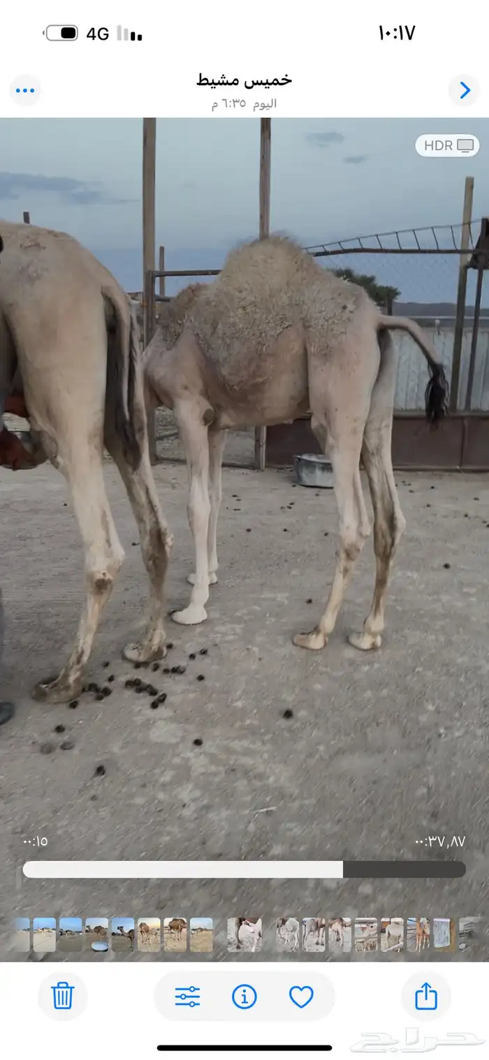 حشوان 4 4