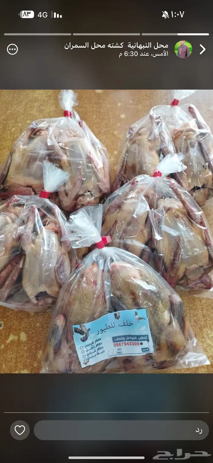 فراخة حمام بلدي وزاجل وفرنسي 17