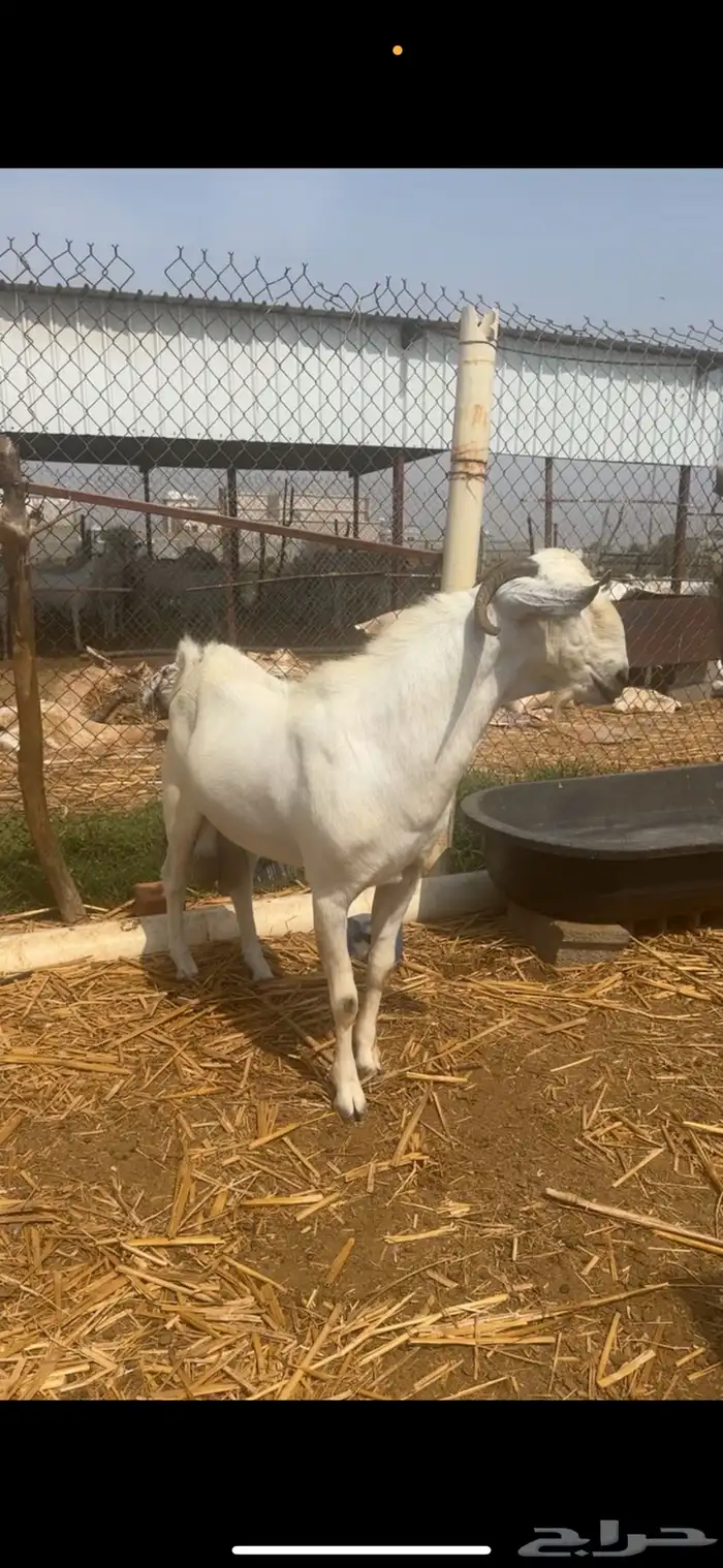 عنز بيشية فاخرة 4