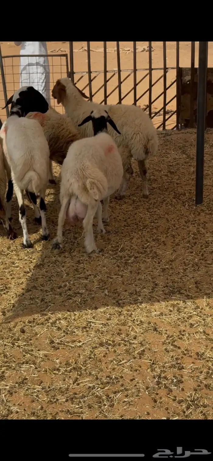 غنم نعيم 3