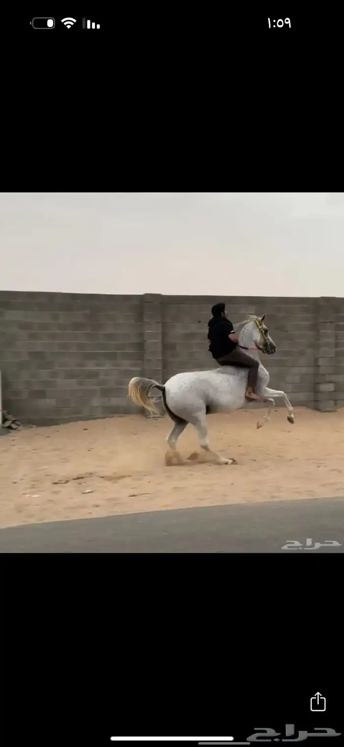 فرس شعبية فاخره 1
