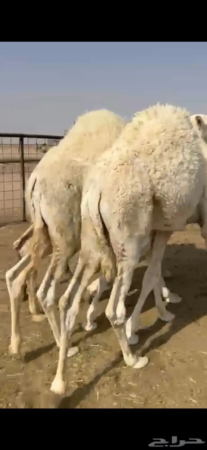 حشو فواخر طيبه 1