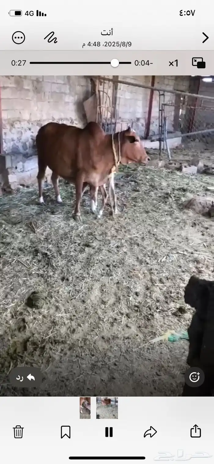 بقرة بلدية 2